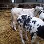 Biete ml Kreuzungsfresser (Blaue Belgier,Limo ,Fleckvieh u Chairolais ) - Bild 4