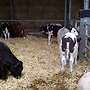 Biete ml Kreuzungsfresser (Blaue Belgier,Limo ,Fleckvieh u Chairolais ) - Bild 3