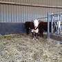 Weibl Hereford Absetzer - Bild 5
