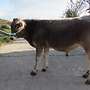 Braunvieh Bulle - Bild 3