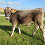 Braunvieh Bulle - Bild 2