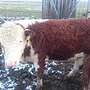Bio Hereford Bulle - Bild 3