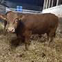 2x BIO Limousin Deckbullen 14 Monate + HB - Bild 2