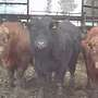 Deutsche Angus Schlachtbullen Jungbullen Deckstier - Bild 3
