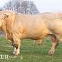 Charolais HB Bio Jungbulle - Bild 2