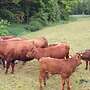 Rotes Höhenvieh Herdbuchtiere - Bild 3