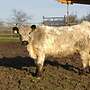weibliche Bio-Galloways - Bild 4