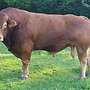 Limousin Deckbulle Herdbuch Gen. Hornlos - Bild 2