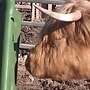 Highland Cattle, Kühe, Kälber, Bullen, Absetzer, Zubehör, Panels - Bild 5