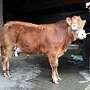 Bio HB Limousin Zuchtbulle Bulle Pp hornlos ruhig halfterführig - Bild 5