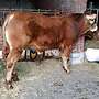 Bio HB Limousin Zuchtbulle Bulle Pp hornlos ruhig halfterführig - Bild 4