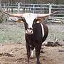 Verkaufen buten Texas Longhorn Bulle 2-jährig - Bild 2