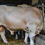Charolais Deckbulle - Bild 2