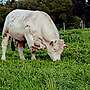 Charolais-Deckbulle - Bild 3