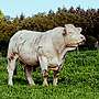 Charolais-Deckbulle - Bild 2