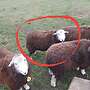 Schaf Herdwick Mutterlamm - Bild 4