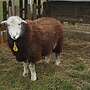 Schaf Herdwick Mutterlamm - Bild 3