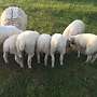 reinrassige Texellämmer - Bild 3