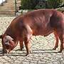 Duroc-Eber reinrassig - Bild 5