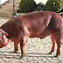 Duroc-Eber reinrassig - Bild 3