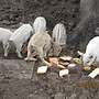 Mangalitza Wollschwein Ferkel Freilandhaltung robust - Bild 3