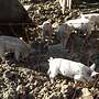 Mangalitza Wollschwein Ferkel Freilandhaltung robust - Bild 2