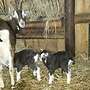 Thüringerwaldziegen - Bild 5