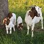 Biete Burenziegen Bock / Burenziegen Kitze - Bild 2