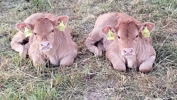 Limousin vom Hüttenberger Land Karsten Watz Logo