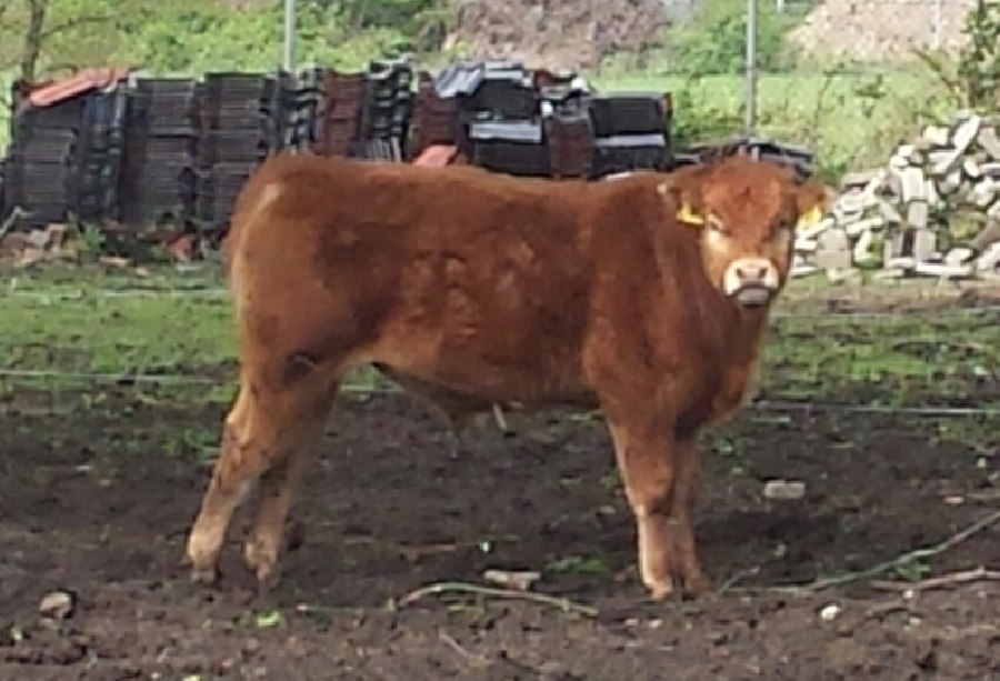 Image 1