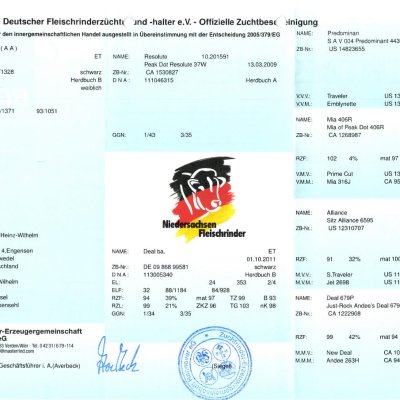tragende Aberdeen Angus Kuh mit Kuhkalb (Herdbuch)