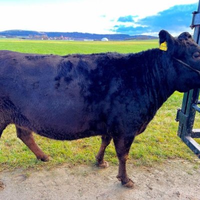 Vier weibliche Wagyu-Rinder zu verkaufen (Färse, Kalb)
