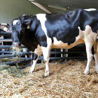 Holstein Färsen Tragend 