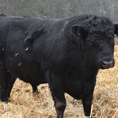 Bio Angus Zuchtbulle Deckbulle