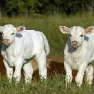 Einstellrinder gesucht