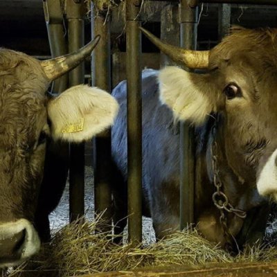 Braunvieh alter Zuchtrichtung Kühe + Jungvieh