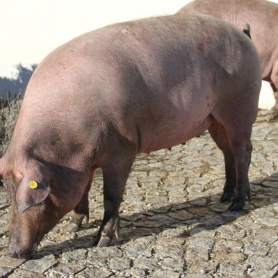 Trächtige Iberico-Schweine 