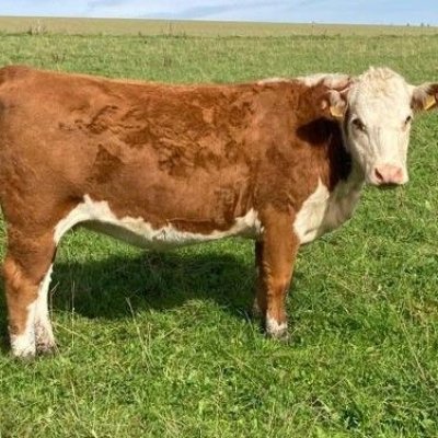 Hereford Rind tragend, kalbend 02/2024