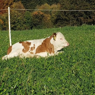 Bio-Absetzer m+w aus muttergebundener Haltung