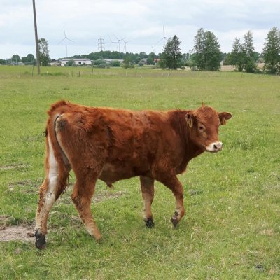 Limousin Jungbullen