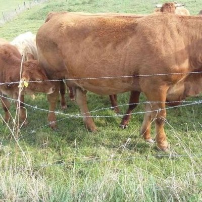 Limousin Absetzer + Kühe / Rinder 