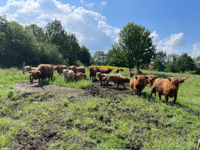 Hochlandrinder abzugeben