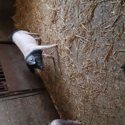 Ferkel