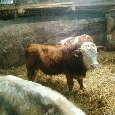 Fleckvieh Bullenabsetzer