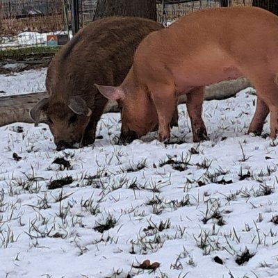 reinrassige Duroc Ferkel zu verkaufen