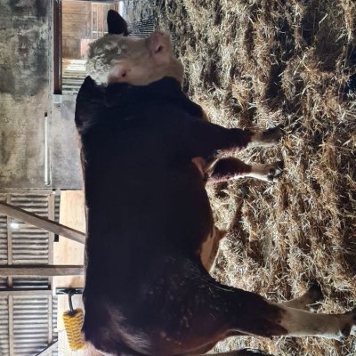 Fleckvieh Simmental Herdbuchbulle