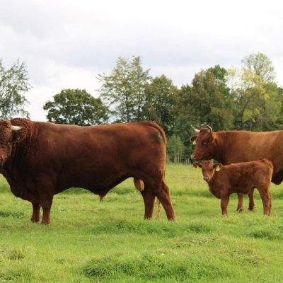 Rotes Höhenvieh, Bio Bulle
