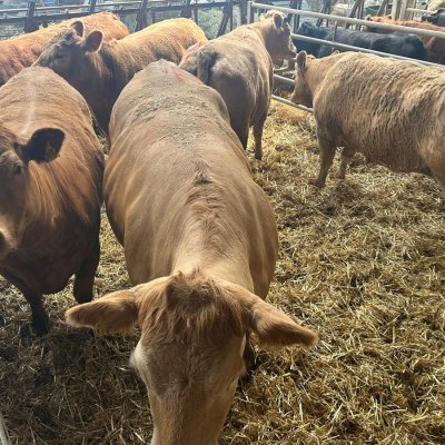  Bio Kühe/Färsen  tragend zu verkaufen 