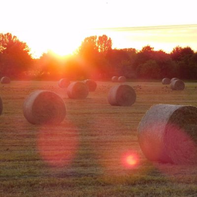 Heu, erster Schnitt im Juli 2020, 1,50m Ballen 
