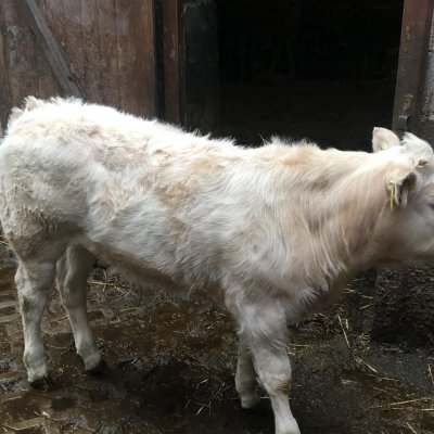 Verkaufe ein wunderschönes Bio Bullenkalb
